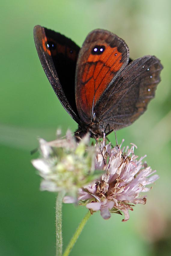 Erebia da ID. - Erebia styx